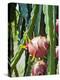 Dragon Fruit at a Fruit Farm, Mekong Delta, Vietnam, Indochina, Southeast Asia, Asia-Matthew Williams-Ellis-Premier Image Canvas