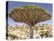 Dragon's Blood Tree, Endemic to Island, Diksam Plateau, Central Socotra Island, Yemen-Waltham Tony-Premier Image Canvas