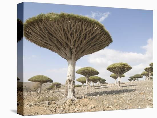 Dragon's Blood Tree, Endemic to Island, Diksam Plateau, Central Socotra Island, Yemen-Waltham Tony-Premier Image Canvas