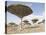 Dragon's Blood Tree, Endemic to Island, Diksam Plateau, Central Socotra Island, Yemen-Waltham Tony-Premier Image Canvas