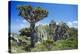 Dragon's Blood Tree-Diccon Alexander-Premier Image Canvas