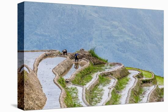 Dragon Spine Rice Terraces Longsheng, China-Michael DeFreitas-Premier Image Canvas