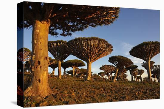 Dragon Tree (Dracaena Cinnabari), Socotra Island, Yemen, Middle East-Bruno Morandi-Premier Image Canvas