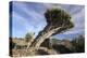 Dragon Tree, La Palma, Canary Islands, Spain, 2009-Peter Thompson-Premier Image Canvas