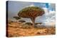 Dragon Trees at Dixam Plateau, Socotra Island, Yemen-javarman-Premier Image Canvas