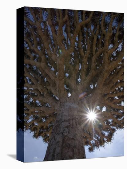 Dragonblood Tree, Homil Plateau, Socotra Island, Yemen-Michele Falzone-Premier Image Canvas