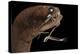 Dragonfish (Melanostomias Melanops) - Deep Sea Specimen from 2000M Depth-Solvin Zankl-Premier Image Canvas