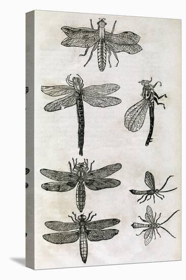 Dragonflies, 17th Century Artwork-Middle Temple Library-Premier Image Canvas