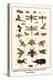 Dragonflies, Grasshopper, Crustacean, Hawk Moths, Stag Beetles, Hercules Beetles,-Albertus Seba-Stretched Canvas