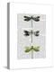 Dragonflies Print 2-Fab Funky-Stretched Canvas