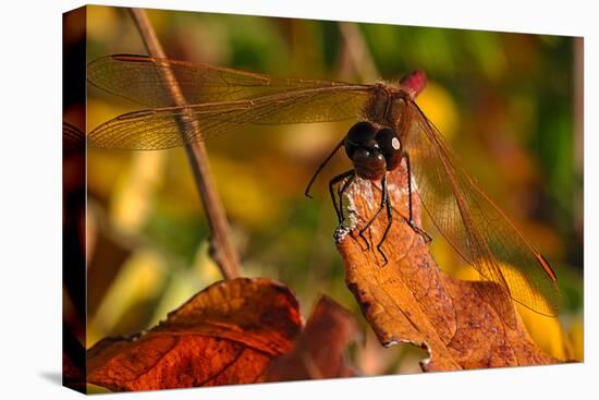 Dragonfly and Leaves-Gordon Semmens-Premier Image Canvas
