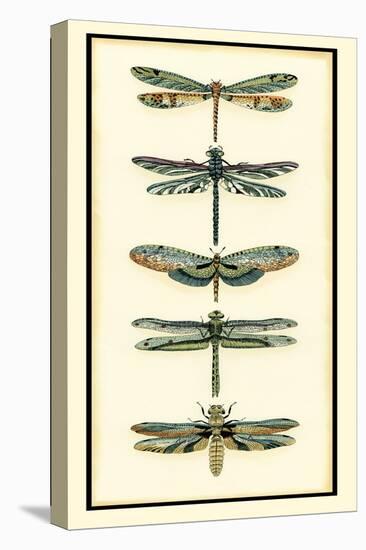 Dragonfly Collector II-Chariklia Zarris-Stretched Canvas