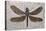 Dragonfly Fossil Eocene 53 MYA-null-Premier Image Canvas