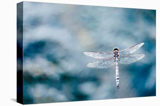 Dragonfly Hovering over Blue Water-James White-Premier Image Canvas