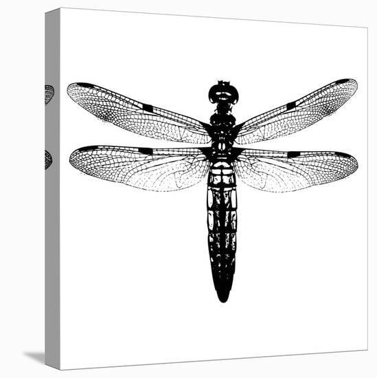 Dragonfly I-Clara Wells-Stretched Canvas