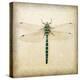 Dragonfly I-Amy Melious-Stretched Canvas