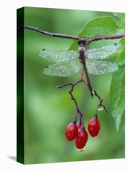 Dragonfly on Branch-Nancy Rotenberg-Premier Image Canvas