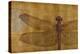 Dragonfly on Gold-Patricia Pinto-Stretched Canvas