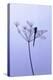 Dragonfly, Plant, [M-Herbert Kehrer-Premier Image Canvas