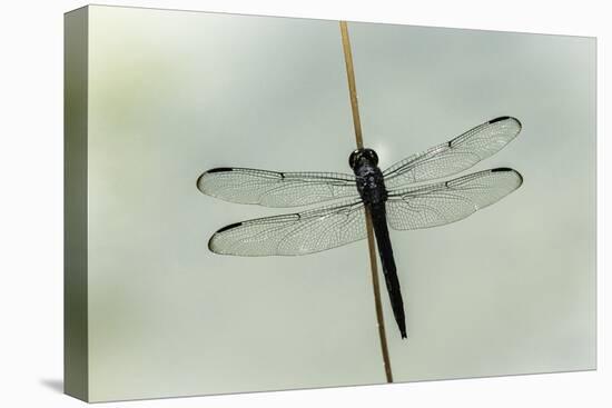 Dragonfly-Gary Carter-Premier Image Canvas