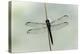 Dragonfly-Gary Carter-Premier Image Canvas