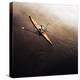 Dragonfly-Fulvio Pellegrini-Premier Image Canvas