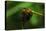 Dragonfly-Gordon Semmens-Premier Image Canvas