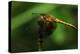 Dragonfly-Gordon Semmens-Premier Image Canvas