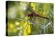 Dragonfly-Gordon Semmens-Premier Image Canvas