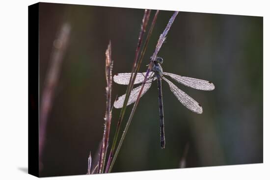 Dragonfly-Gordon Semmens-Premier Image Canvas