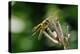 Dragonfly-Gordon Semmens-Premier Image Canvas