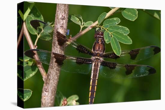 Dragonfly-Gordon Semmens-Premier Image Canvas