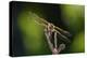 Dragonfly-Gordon Semmens-Premier Image Canvas