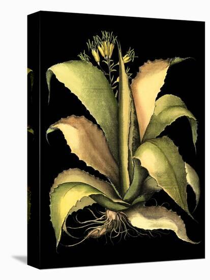 Dramatic Aloe II-Basilius Besler-Stretched Canvas