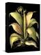 Dramatic Aloe II-Basilius Besler-Stretched Canvas