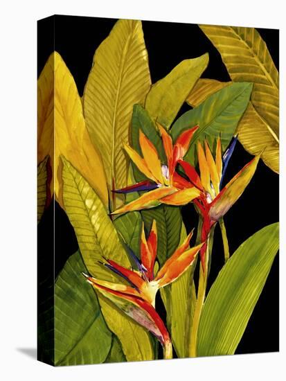 Dramatic Bird of Paradise-Tim O'toole-Stretched Canvas