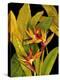 Dramatic Bird of Paradise-Tim O'toole-Stretched Canvas