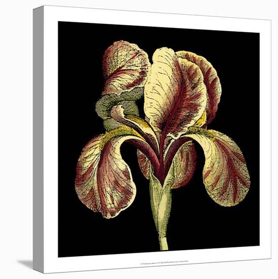 Dramatic Blooms VI-Vision Studio-Stretched Canvas