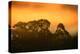 Dramatic Golden Light Design Oakland Hills Eucalyptus Trees-Vincent James-Premier Image Canvas