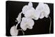 Dramatic Orchids I-Sandra Iafrate-Stretched Canvas