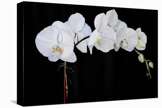 Dramatic Orchids II-Sandra Iafrate-Stretched Canvas