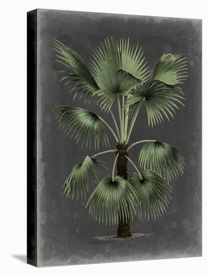 Dramatic Palm II-Vision Studio-Stretched Canvas