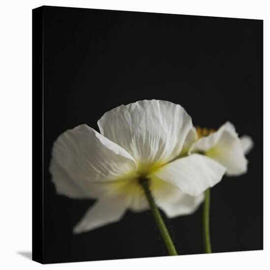 Dramatic Petals 1-Susannah Tucker-Stretched Canvas