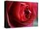 Dramatic Rose-Nicole Katano-Stretched Canvas