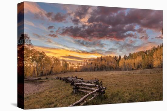 Dramatic Sunset Light on Aspen Grove at Owl Creek Pass in the Uncompahgre National Forest, Colorado-Chuck Haney-Premier Image Canvas