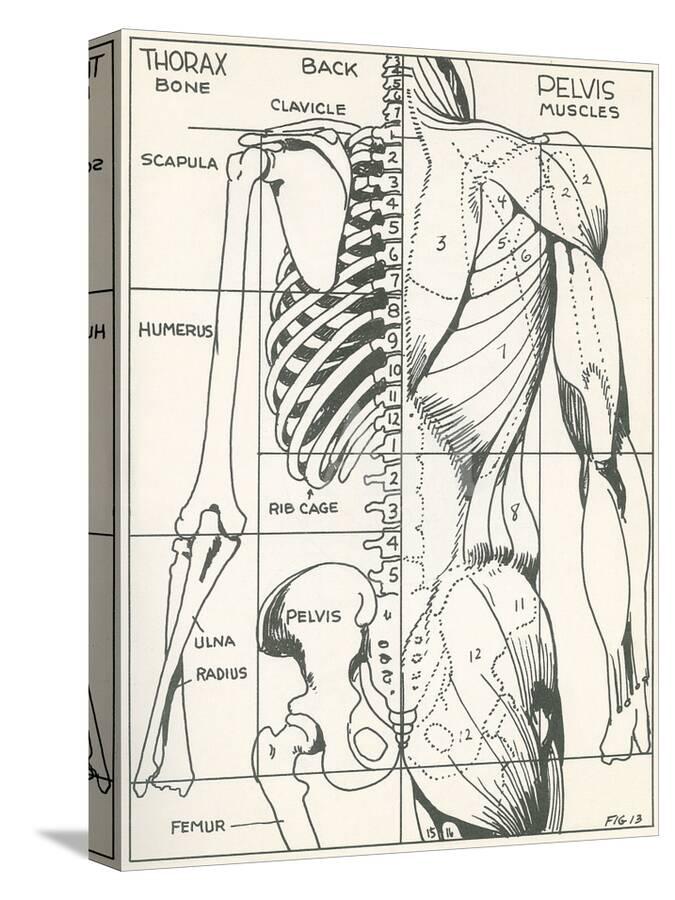 Drawing Of Bones And Muscles Of The Torso Stretched Canvas Print Found Image Press Art Com