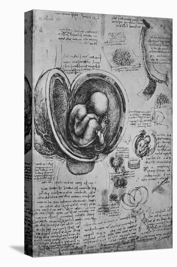 'Drawings of an Embryo in the Uterus', c1480 (1945)-Leonardo Da Vinci-Premier Image Canvas