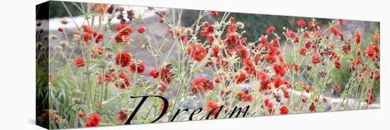 Dream Flowers I-Nicole Katano-Stretched Canvas