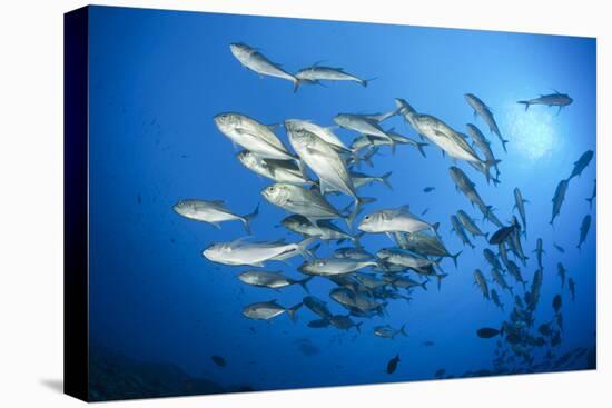 Dream Gross Suction Horse Mackerels, Caranx Sexfasciatus, Marovo Lagoon, the Solomon Islands-Reinhard Dirscherl-Premier Image Canvas