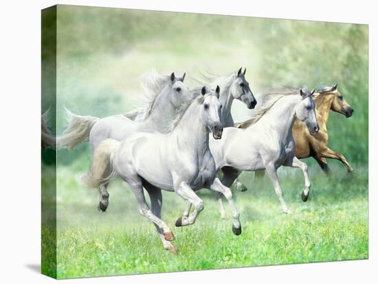 Dream Horses 028-Bob Langrish-Premier Image Canvas